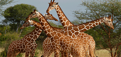 5 Days 4 Nights Kenya Safari Samburu Nakuru Masai Mara 5 Days 4 Nights Kenya Safari Samburu Nakuru Masai Mara