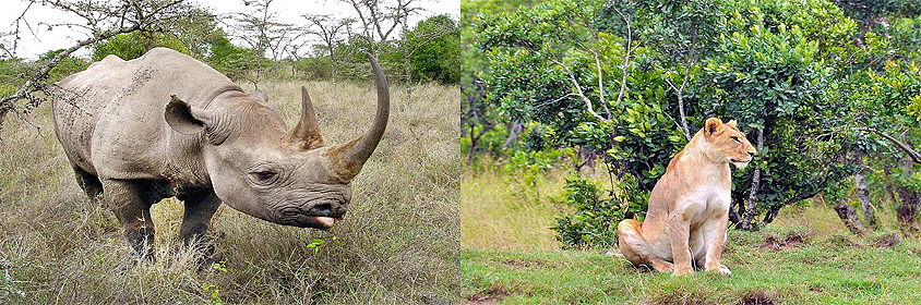 4 Days 3 Nights Sweetwaters Olpejeta Samburu Kenya Safari 4 Days 3 Nights Sweetwaters Olpejeta Samburu Kenya Safari