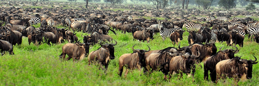 2 Days Serengeti National Park Luxury Flying Safari 2 Days Serengeti National Park Luxury Flying Safari