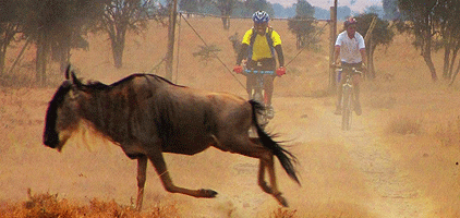 Swara Plains Wildlife Conservancy Athi River Nairobi Day Tour Swara Plains Wildlife Conservancy Athi River Nairobi Day Tour