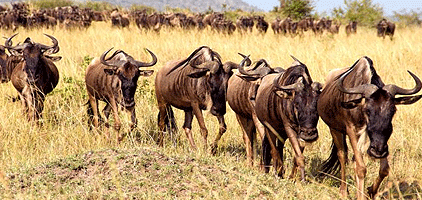 Swara Plains Wildlife Conservancy Athi River Nairobi Day Tour Swara Plains Wildlife Conservancy Athi River Nairobi Day Tour