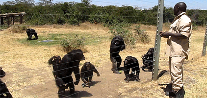 3 Day Sweetwaters Olpejeta Game Sanctuary Kenya Safari 3 Day Sweetwaters Olpejeta Game Sanctuary Kenya Safari