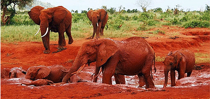Tsavo West National Park Safari 3 Days 2 Nights Tsavo West National Park Safari 3 Days 2 Nights