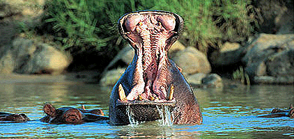 Tsavo West National Park Mombasa Safari 3 Days 2 Nights Tsavo West National Park Mombasa Safari 3 Days 2 Nights