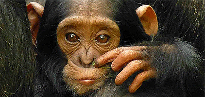 2 Days Gombe Stream National Park Chimpanzee Safari 2 Days Gombe Stream National Park Chimpanzee Safari