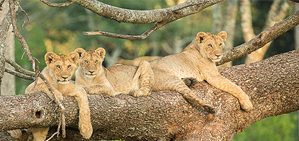 2 Days 1 Night Dar es salaam Safari Mikumi National Park 2 Days 1 Night Dar es salaam Safari Mikumi National Park