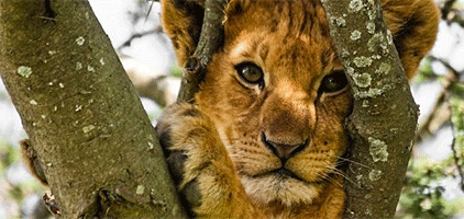 Tarangire National Park 2 Days 1 Night Tanzania Safari Tarangire National Park 2 Days 1 Night Tanzania Safari