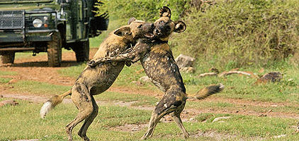 Mkomazi National Park Tanzania 3 Days 2 Nights Safari Mkomazi National Park Tanzania 3 Days 2 Nights Safari