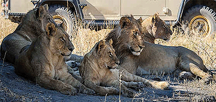 3 Days 2 Nights Saadani National Park Tanzania Safari 3 Days 2 Nights Saadani National Park Tanzania Safari