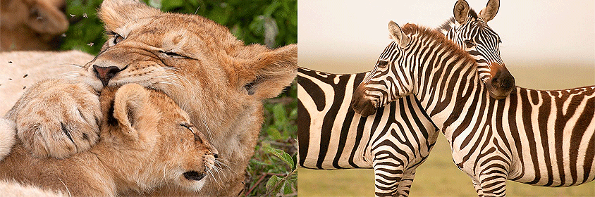 Tarangire National Park Tanzania Safari 3 Days 2 Nights Tarangire National Park Tanzania Safari 3 Days 2 Nights