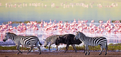 3 Days Arusha National Park Manyara Ngorongoro Safari 3 Days Arusha National Park Manyara Ngorongoro Safari