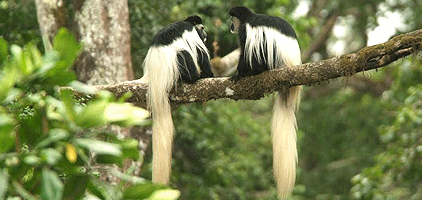 2 Days Tarangire Arusha National Park Tanzania Safari 2 Days Tarangire Arusha National Park Tanzania Safari