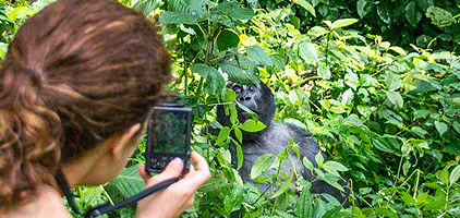 2 Days Gombe Stream National Park Chimpanzee Safari 2 Days Gombe Stream National Park Chimpanzee Safari