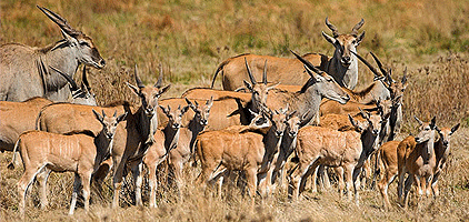 Mkomazi National Park Tanzania 3 Days 2 Nights Safari Mkomazi National Park Tanzania 3 Days 2 Nights Safari