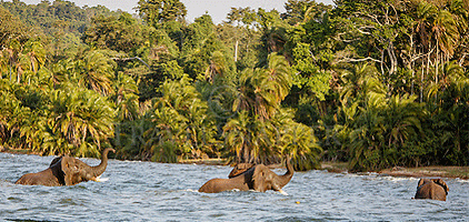 3 Day Rubondo Island Lake Victoria Tanzania Flying Safari 3 Day Rubondo Island Lake Victoria Tanzania Flying Safari