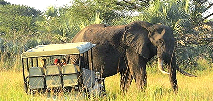 3 Days 2 Nights Sinya Wildlife Conservancy Tanzania Safari 3 Days 2 Nights Sinya Wildlife Conservancy Tanzania Safari