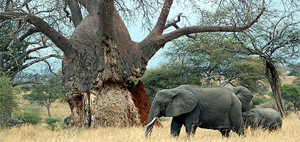 2 Days Tarangire Arusha National Park Tanzania Safari 2 Days Tarangire Arusha National Park Tanzania Safari