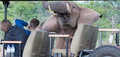 Tarangire National Park 2 Days 1 Night Tanzania Safari Tarangire National Park 2 Days 1 Night Tanzania Safari