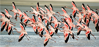 1 Day Nakuru Helicopter Scenic Flight Safari 1 Day Nakuru Helicopter Scenic Flight Safari