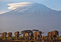 Amboseli Flyng Tour 2 Days 1 Night Amboseli National Park Flying Safari Amboseli Flyng Tour 2 Days 1 Night Amboseli National Park Flying Safari