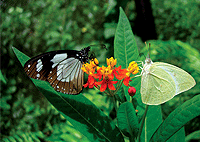 Zanzibar Day Trips City Tours Jozani Forest, Zanzibar Butterfly Centre, ZALA Park Day Tour Zanzibar Day Trips City Tours Jozani Forest, Zanzibar Butterfly Centre, ZALA Park Day Tour