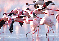 Lake Bogoria Game Reserve 2 Days 1 Night Safari Lake Bogoria Game Reserve 2 Days 1 Night Safari