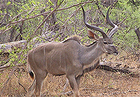 Lake Bogoria Game Reserve 2 Days 1 Night Safari Lake Bogoria Game Reserve 2 Days 1 Night Safari