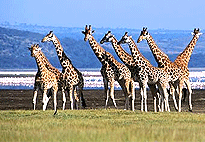Lake Bogoria Game Reserve 2 Days 1 Night Safari Lake Bogoria Game Reserve 2 Days 1 Night Safari