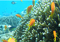 Zanzibar Day Trips City Tours Mnemba Atoll Snorkeling Full Day Trip Zanzibar Day Trips City Tours Mnemba Atoll Snorkeling Full Day Trip