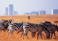 Nairobi City Tours Nairobi Park, Elephants, Lunch, Giraffes, Karen Blixen, Shopping Day Tour Nairobi City Tours Nairobi Park, Elephants, Lunch, Giraffes, Karen Blixen, Shopping Day Tour