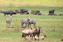 Lake Kenyatta Day Game Drive Safari Lamu Island Lake Kenyatta Day Game Drive Safari Lamu Island