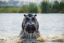 Lake Kenyatta Day Game Drive Safari Lamu Island Lake Kenyatta Day Game Drive Safari Lamu Island