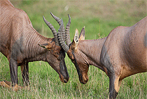 Lake Kenyatta Day Game Drive Safari Lamu Island Lake Kenyatta Day Game Drive Safari Lamu Island