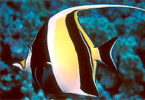 Manda Island Full Day Boat Trip Excursion Lamu Island Manda Island Full Day Boat Trip Excursion Lamu Island