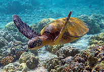 Manda Island Full Day Boat Trip Excursion Lamu Island Manda Island Full Day Boat Trip Excursion Lamu Island