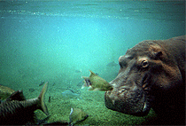 2 Days 1 Night Tsavo West National Park Luxury Flying Safari 2 Days 1 Night Tsavo West National Park Luxury Flying Safari