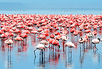 2 Days 1 Night Tanzania Luxury Flying Safaris