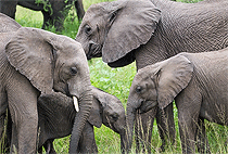 3 Days 2 Night Kenya Flying Safaris 