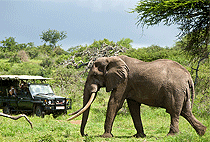 Amboseli National Park Flying Safari 3 Days 2 Nights 