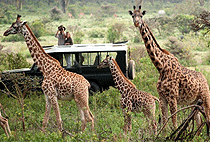 Masai Mara Luxury Flying Safari 3 Days 2 Nights Package