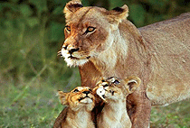 3 Days 2 Night Kenya Flying Safaris 