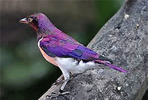 Gatamaiyu Riverine Walk Nairobi Day Tour 