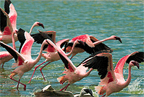 Arusha National Park Birding Safari 1 Day Tour 