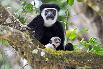 2 Day Masai Cultural Village Visit Arusha National Park Safari