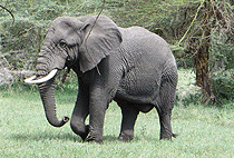 2 Day Masai Cultural Village Visit Arusha National Park Safari