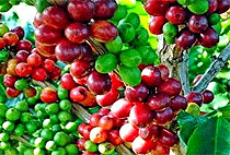 3 Days 2 Nights Kenya Coffee Farm Tea Plantation Tour