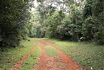 Gatamaiyu Riverine Walk Nairobi Day Tour 
