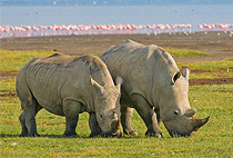 3 Day Safari Lake Nakuru Lake Baringo Lake Bogoria Naivasha