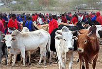 1 Day Arusha Cultural Experience Tour Longido Tanzania