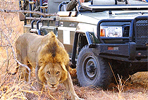 Malindi Tsavo East National Park Safari Day Trip